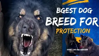 Best dog breed for protection powerful dog breed Chinese mastiff Pure breed dog