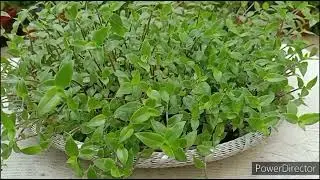 Turtle Vine best plan for beginners//Simple propagation and easy care