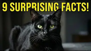 9 Surprising Facts About Black Cats You Didn&rsquo;t Know! (Myths, History & Fun Facts)