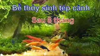 Ngắm bể thủy sinh r&ecirc;u mini taiwan sau 8 th&aacute;ng - Thủy Sinh 4U