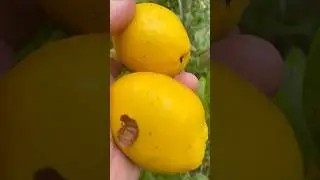 Айва &mdash; как определить, что она созрела для сбора урожая!