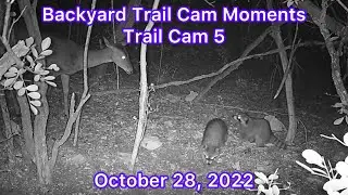 Backyard Trail Cam Moments- Trail Cam 5- October 28, 2022