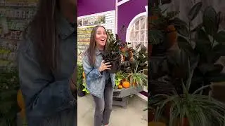 Spooky Houseplants You Need