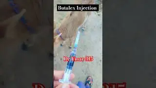 Butalex Injection | Calf Treatment | Calf Disease | #calving | #im | #shorts | #friesian_cow