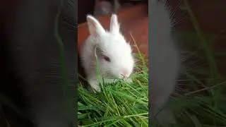 Little Rabbit #rabbit #rabbitvideos