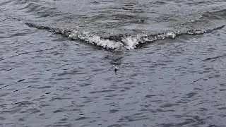 HUGE TOP WATER frog charge downs
