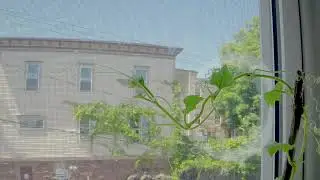 Timelapse of Gourd plant flower is blooming