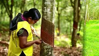 The history of rubber plantations and the ten largest countries For Rubber Production