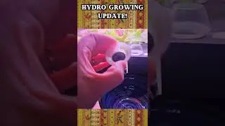 Hydroponic Fix: Swapping Failed Sponges for Coffee Filters 🌱