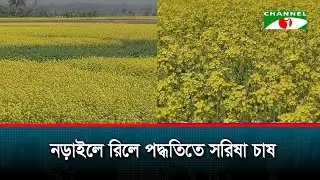 নড়াইলে রিলে পদ্ধতিতে সরিষা চাষ