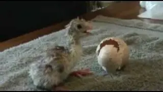 Red Bourbon Turkey Hatching - So Cute!