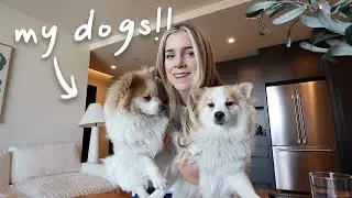 meet my dogs!! + a trip to the ER 🙃