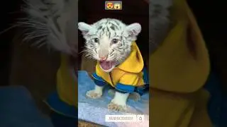 10DAY OLD CUTE WHITE TIGER CUB | 🔥😍😱 #shorts #shortsvideo #cute