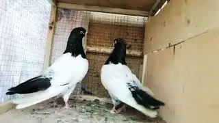 Zbrdst pure Kalsiray tadi breeder