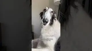 more recent things that have made abby cry #borzoi #lifeishard #shorts #snoot #dogs