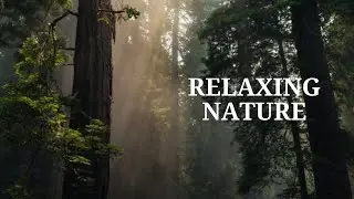Natureza 4k | Relaxe com belas cenas da natureza | Natureza Exuberante. [Nature 4K]