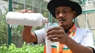 Tahapan Budidaya Tanaman Secara Hidroponik
