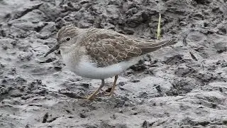 Temminck's Stint, Porth Hellick, St Mary's, Scilly, 310816