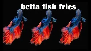 WHEN TO JAR  BETTA BETTA FISH FRIES