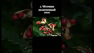 7 самых смертоносных растений #ядовитыерастения #опасныерастения #растения #яды