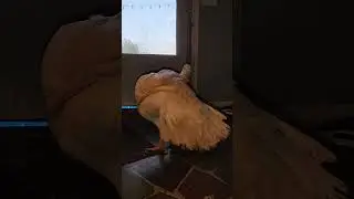 Hard Times On The Farm