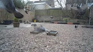 Never a dull moment when you have magpie visitors! (Pica Pica) 