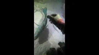 LIvE Underwater | Tropical Fish &Coral Reef (Live Cam)