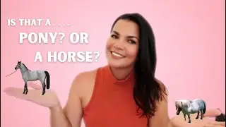 Is that a horse or pony??