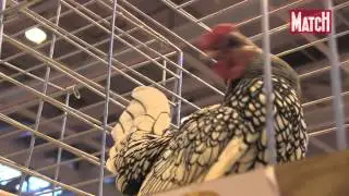 Les Poules ont la côte, côte, côôôte!
