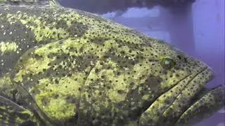 Big Golden Grouper fly-by!