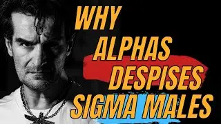 Why Alpha Males Hate Sigma Males Too Much. #sigmamale #lonewolf #sigmamindset #sigma