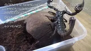 Heterometrus Petersii Caresheet