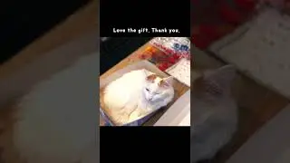 Thank you #healing #cat #relaxing #cats #relax #sleep #family #gift #box #shorts