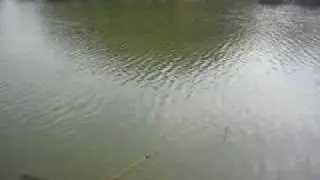 3lb 10oz mirror on the cane rod