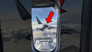 Top 5 Weirdest Animals Caught on Camera!😳😱