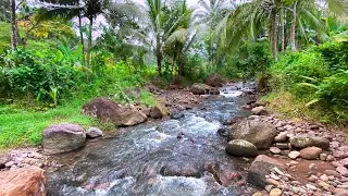 Relax, Unwind and Deep Sleep with Calming Water Sounds Surrounded by Palms, Stones & Peaceful Nature