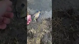 When Release doesn&rsquo;t go as Planned. #catchandrelease #panfish #angler #iowa #fishing #fish #bluegill