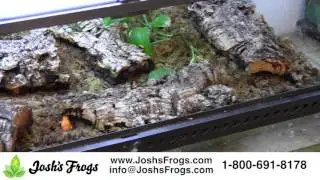 Frogs Make Great Pets!