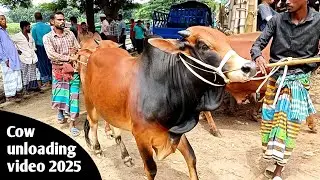 Cow unloading video | cows video | Angry bull unloading video | goru hat 2025 | bhai koto nilo dam?