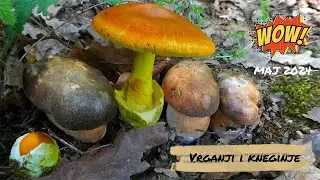 Prve blagve i crni vrganji | Boeletus aereus & Amanita caesarea