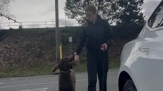 A Day in the Life: Training a Service Dog | Behind the Scenes
