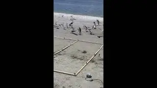 Stop the Seagulls with Symterra!