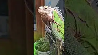 Jemur lesser antillean iguana