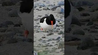 Eurasian oystercatcher ,Tjeld sang,Кулик-сорока голос,Hu&icirc;trier pie chant,Austernfischer ruf #shorts