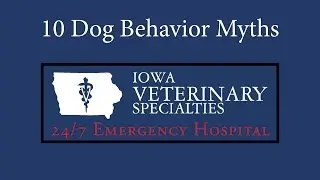 Dog Behavior Myths