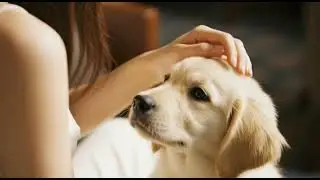 Sweet Moments with My Fur Baby 🐾 #dog #puppy #goldenretriever #cute #love #pets #adorable #furbaby