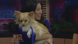 How To Keep Pets Cool Over The Summer