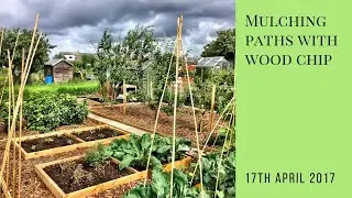 Mulching allotment paths with wood chip