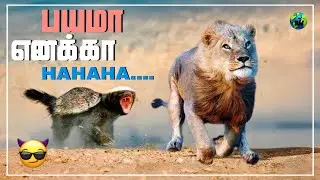 HONEY BADGER ஏன் யாருக்கும் பயம் இல்லாம இருக்கு? Why are honey badger so fearless | Tamil | bioworld