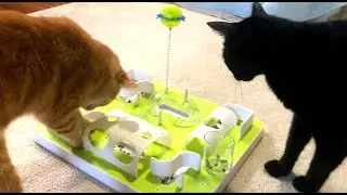 CATS TRY NEW PET TREAT FOOD PUZZLE TOY🐾